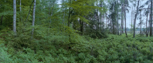 Wald mit Birken, Buchen und Kiefern im Weltnaturerbe Serrahn im Müritz Nationalpark