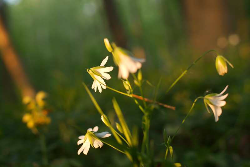 Sternmiere im Laubwald im Sonnenuntergang