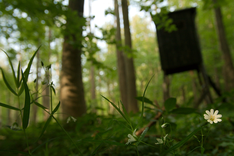 Waldsternmiere im Laubwald am Hochsitz