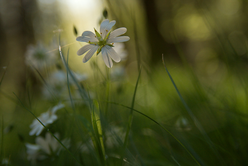 Sternmiere mit Blüte im Wald