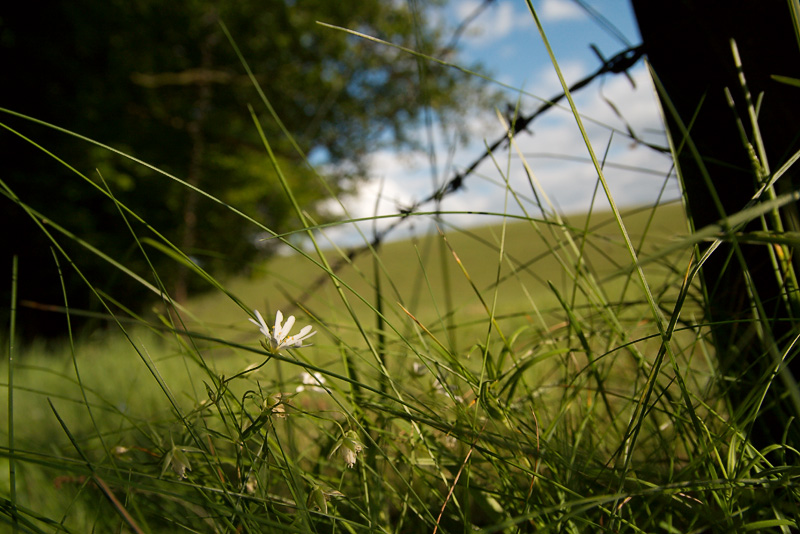 Sternmiere am Waldrand mit Weidezaun