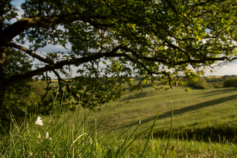 Sternmiere am Waldrand mit Blick über die Felder