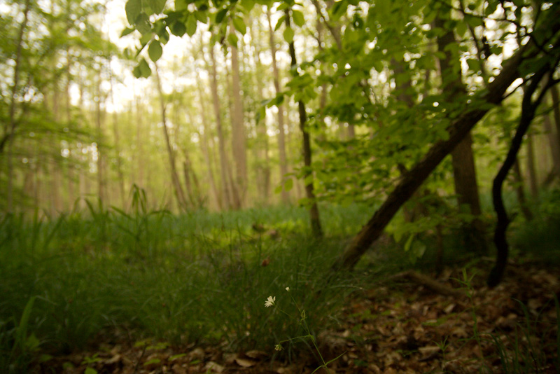 Waldsternmiere im Mischwald auf einer Lichtung