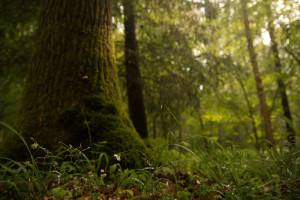 Sternmiere im Wald nach dem Regen