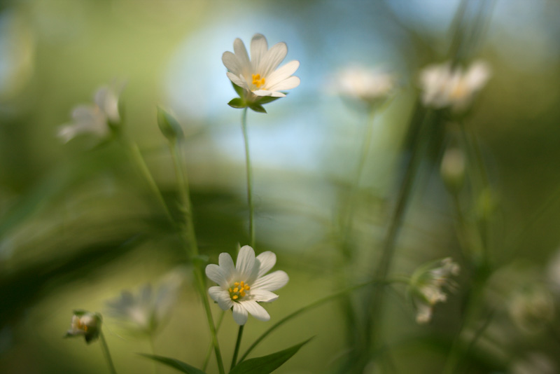 Blüten der Sternmiere im Laubwald