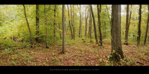 Poster oder Wandbild vom Herbst im Nationalpark und Buchenwald Hainich in Thüringen kaufen