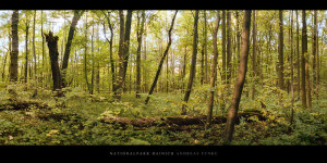 Poster oder Wandbild vom Herbst im Nationalpark und Buchenwald Hainich in Thüringen kaufen