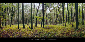 Poster oder Wandbild vom Herbst im Nationalpark und Buchenwald Hainich in Thüringen bestellen