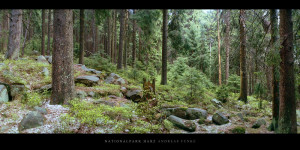 Poster oder Wandbild vom Nadelwald im Nationalpark und Mittelgebirge Harz bestellen