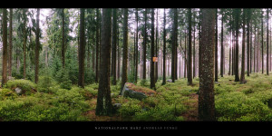 Poster oder Wandbild vom Nadelwald im Nationalpark und Mittelgebirge Harz kaufen