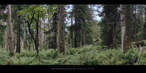 Poster und Wandbild vom Nadelwald mit Farnen im Hochschwarzwald, gelegen im Süden vom Schwarzwald