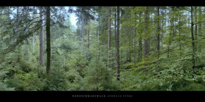 Poster und Wandbild vom Wald mit Fichten, Buchen und Tannen im Norden vom Mittelgebirge Schwarzwald kaufen