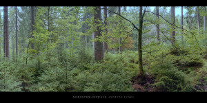 Poster oder Wandbild vom Wald mit Fichten, Buchen und Tannen im Norden vom Mittelgebirge Schwarzwald bestellen