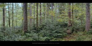 Poster oder Wandbild vom Wald mit Fichten, Buchen und Tannen im Norden vom Mittelgebirge Schwarzwald kaufen