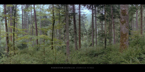 Poster oder Wandbild vom Wald mit Fichten, Buchen und Tannen im Norden vom Mittelgebirge Schwarzwald bestellen