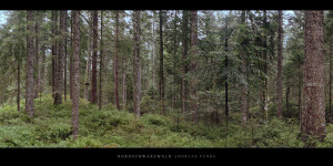 Poster und Wandbild bestellen vom Wald mit Fichten und Tannen am Karsee Schurmsee im Schwarzwald