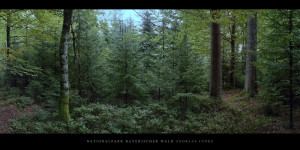 Poster und Wandbilder vom Bergmischwald mit Fichten, Tannen und Buchen im Nationalpark und Mittelgebirge Bayerischer Wald bestellen