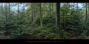 Poster oder Wandbild vom Bergmischwald mit Fichten, Tannen und Buchen im Nationalpark und Mittelgebirge Bayerischer Wald bestellen