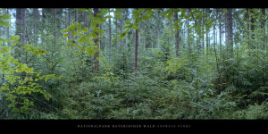 Poster und Wandbild vom Mischwald mit Fichten, Tannen und Buchen im Nationalpark und Mittelgebirge Bayerischer Wald kaufen
