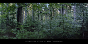 Poster und Wandbild vom Bergmischwald mit Fichten, Tannen und Buchen im Nationalpark und Mittelgebirge Bayerischer Wald bestellen