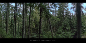 Poster oder Wandbild vom Nadelwald mit Fichten und Kiefern im Nationalpark und Mittelgebirge Eifel bestellen