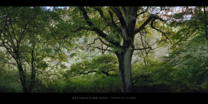 Poster oder Wandbild vom Laubwald mit Eiche am Urftsee im Nationalpark und Mittelgebirge Eifel kaufen