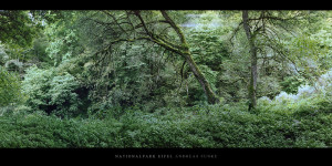 Poster und Wandbild vom Laubwald an der Urft im Nationalpark und Mittelgebirge Eifel bestellen