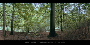 Poster oder Wandbild vom Buchenwald mit Buchen im Nationalpark Kellerwald-Edersee im Herbst kaufen