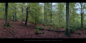 Poster oder Wandbild vom Buchenwald mit Buchen im Nationalpark Kellerwald-Edersee im Herbst bestellen