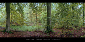 Poster oder Wandbild vom Buchenwald mit Buchen im Nationalpark Kellerwald-Edersee im Herbst kaufen