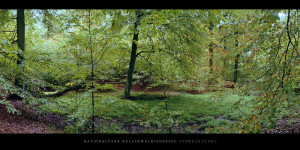 Poster und Wandbild vom Buchenwald mit Buchen im Nationalpark Kellerwald-Edersee im Herbst bestellen