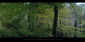 Poster oder Wandbild vom Buchenwald mit Buchen im Nationalpark Kellerwald-Edersee im Herbst kaufen