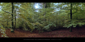 Poster oder Wandbild vom Buchenwald mit Buchen im Nationalpark Kellerwald-Edersee im Herbst kaufen