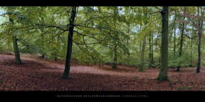 Poster und Wandbild vom Buchenwald mit Buchen im Nationalpark Kellerwald-Edersee im Herbst bestellen
