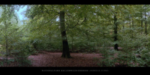 Poster und Wandbild vom Buchenwald mit Buchen im Nationalpark Kellerwald-Edersee im Herbst kaufen