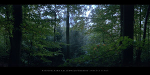 Poster und Wandbild vom Buchenwald mit Buchen im Nationalpark Kellerwald-Edersee im Herbst bestellen