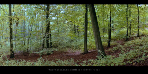 Poster und Wandbild mit Buchen im Weltnaturerbe Buchenwald Grumsin kaufen