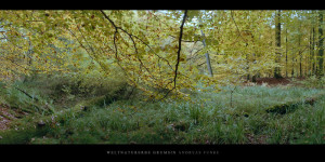 Poster und Wandbild von Buchen mit Flattergras im Weltnaturerbe Buchenwald Grumsin bestellen