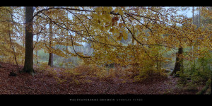 Poster und Wandbild von einer Buche am Moor im Weltnaturerbe Buchenwald Grumsin im Herbst kaufen