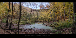 Poster oder Wandbild vom Moor mit Buchen und Birken im Weltnaturerbe Buchenwald Grumsin im Herbst bestellen