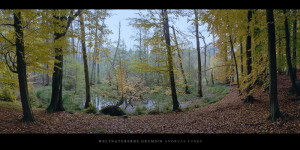 Poster und Wandbild von Buchen am Moor im Weltnaturerbe Buchenwald Grumsin im Herbst kaufen