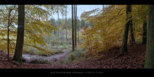 Poster und Wandbild vom Moor mit Buchen im Weltnaturerbe Buchenwald Grumsin im Herbst bestellen