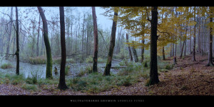 Poster und Wandbild vom Moor mit Buchen und Erlen im Weltnaturerbe Buchenwald Grumsin kaufen