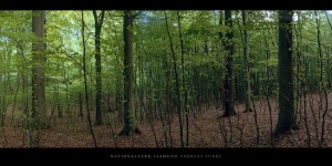 Poster und Wandbild von Buchen im Buchenwald und Nationalpark Jasmund auf Rügen kaufen