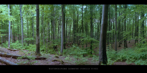 Poster und Wandbild von Buchen im Buchenwald und Nationalpark Jasmund auf Rügen bestellen