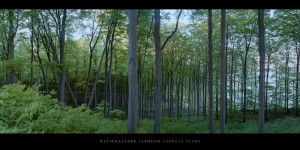 Poster und Wandbild von Buchen im Buchenwald und Nationalpark Jasmund auf Rügen kaufen