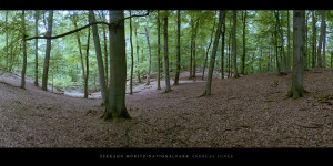 Poster oder Wandbild mit Buchen im Buchenwald und Weltnaturerbe Serrahn im Müritz Nationalpark kaufen