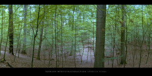 Poster und Wandbild mit Buchen im Buchenwald und Weltnaturerbe Serrahn im Müritz Nationalpark bestellen