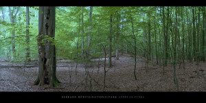 Poster und Wandbild mit Buche im Buchenwald und Weltnaturerbe Serrahn im Müritz Nationalpark kaufen