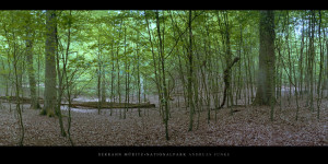Poster oder Wandbild mit Buchen im Buchenwald und Weltnaturerbe Serrahn im Müritz Nationalpark kaufen